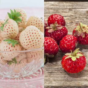 Originele Aardbeiencollectie (x4)