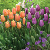 Triumph Tulpen collectie: 'Bellville' + 'Blue Beauty' (x20)
