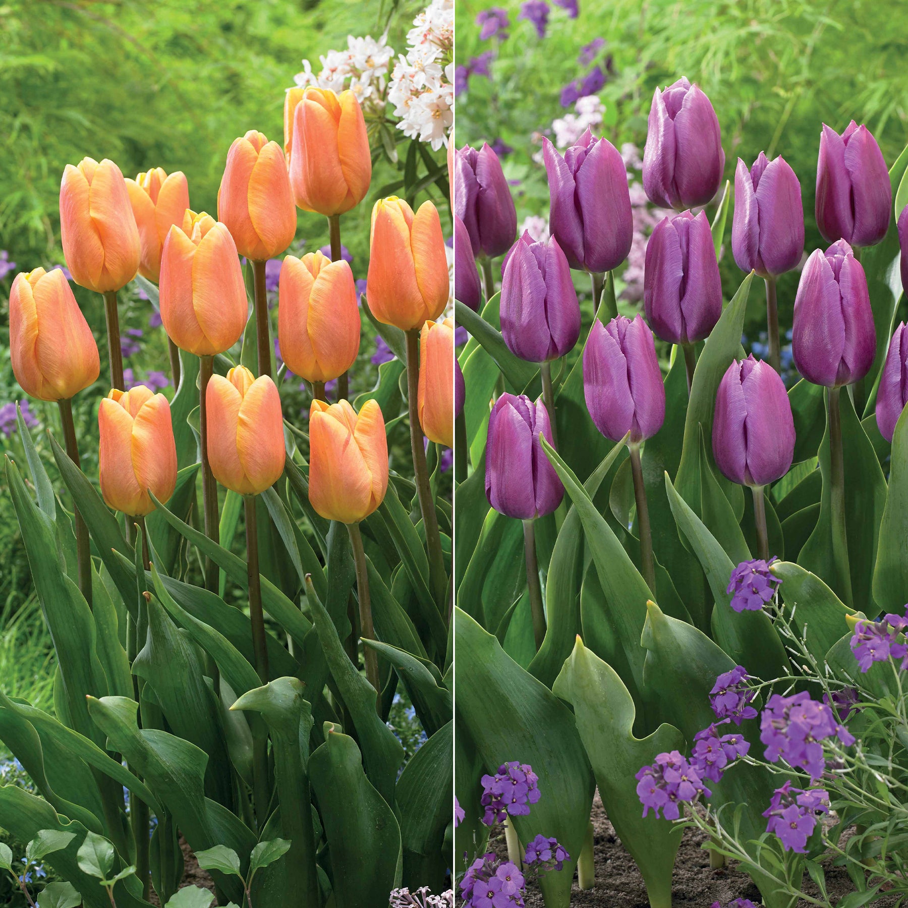 Triumph Tulpen collectie: 'Bellville' + 'Blue Beauty' (x20)