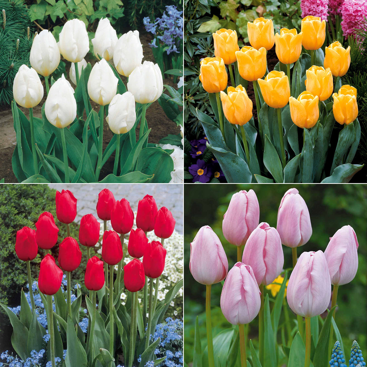 Collectie Langstelige tulpen (x20)