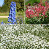 Verzameling vaste planten voor buitenbedden (x11)