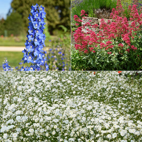 Verzameling vaste planten voor buitenbedden (x11)