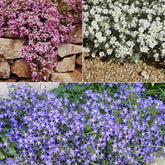 Collectie kruipende en bodembedekkende vaste planten (x13) - Saponaria ocymoïdes, Cerastium tomentosum, Campanula poscharskyana