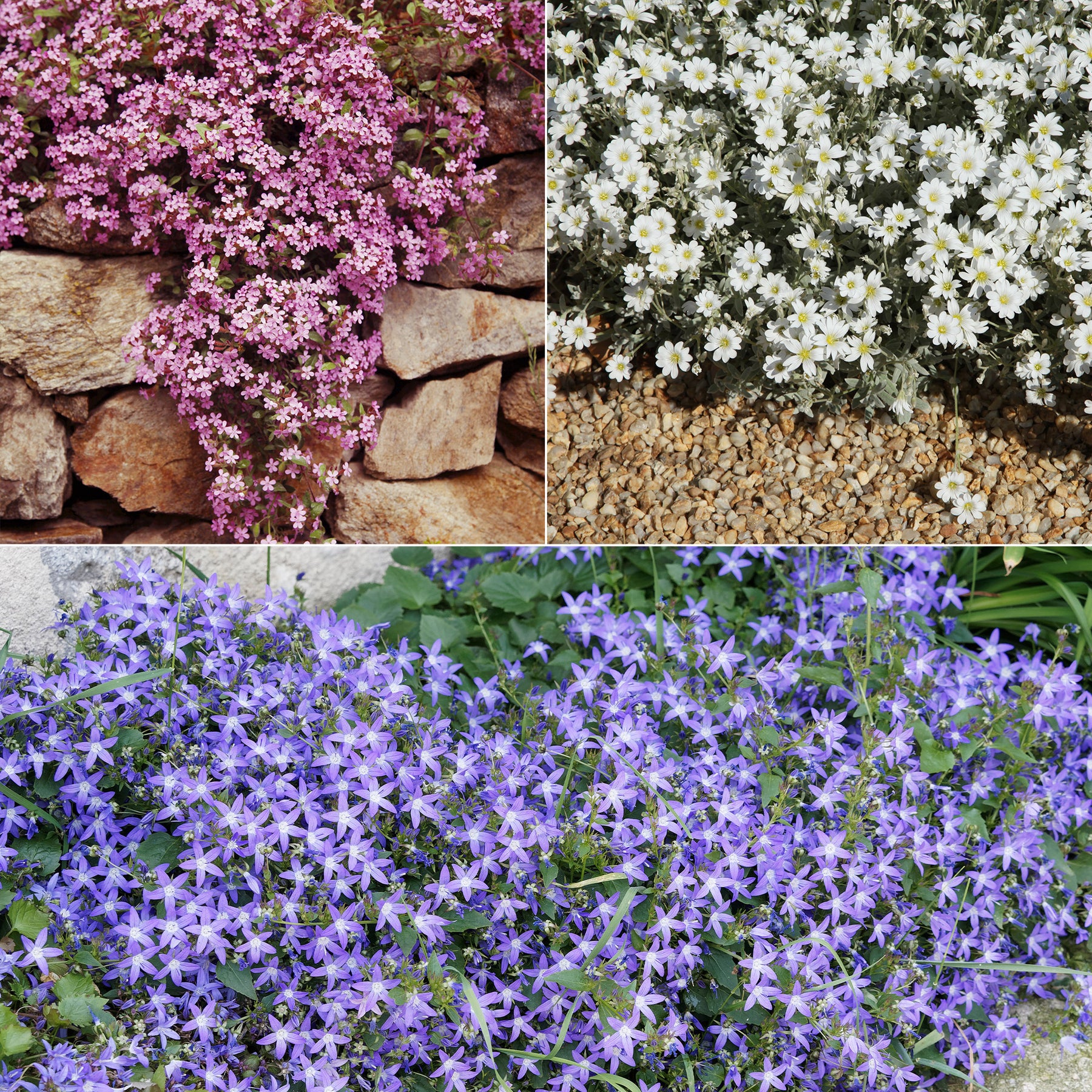 Collectie kruipende en bodembedekkende vaste planten (x13) - Saponaria ocymoïdes, Cerastium tomentosum, Campanula poscharskyana