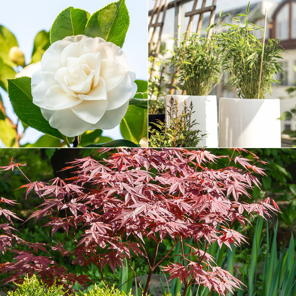 Japanse roos, bamboe, Japanse esdoorn (x3) - Camellia japonica, Arundinaria murielae, Acer palmatum Atropurpureum - Tuinplanten