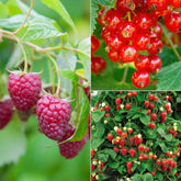 Verzameling van rode fruitbomen (x9)