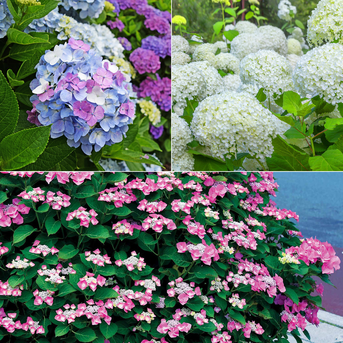 Verzameling hortensia's voor perken en hagen (x3)