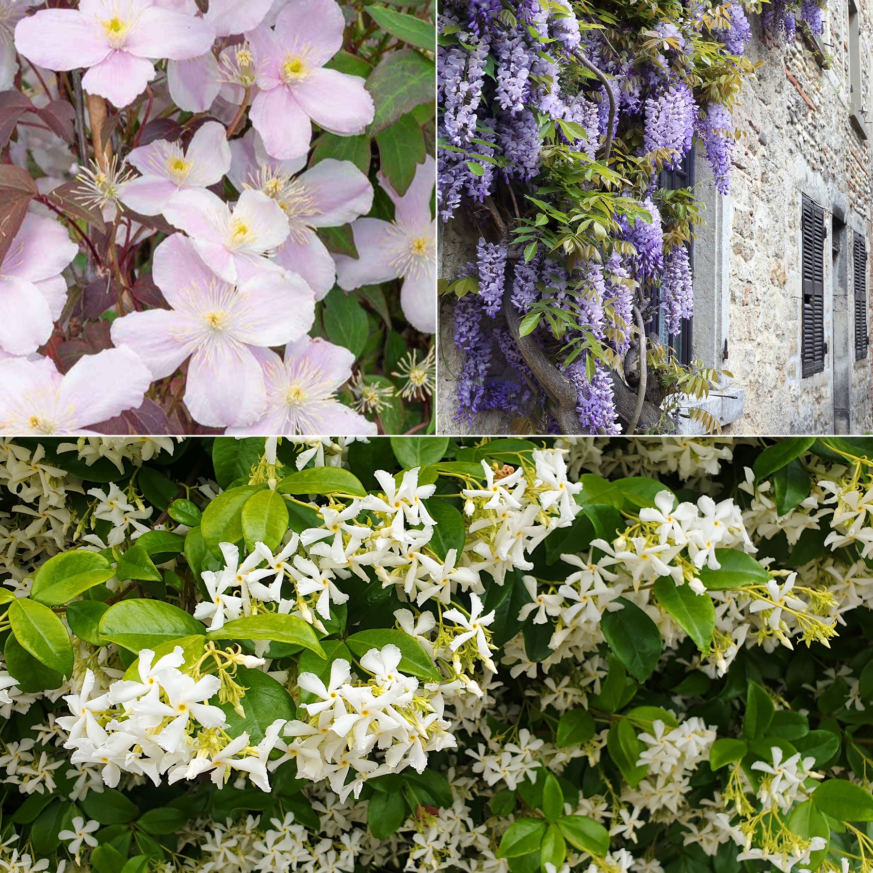Collectie uitbundig bloeiende klimplanten (x3) - Clematis montana Mayleen , Trachelospermum jasminoides, Wisteria frutescens Amethyst Falls