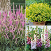 Collectie vaste planten voor halfschaduw (x9)