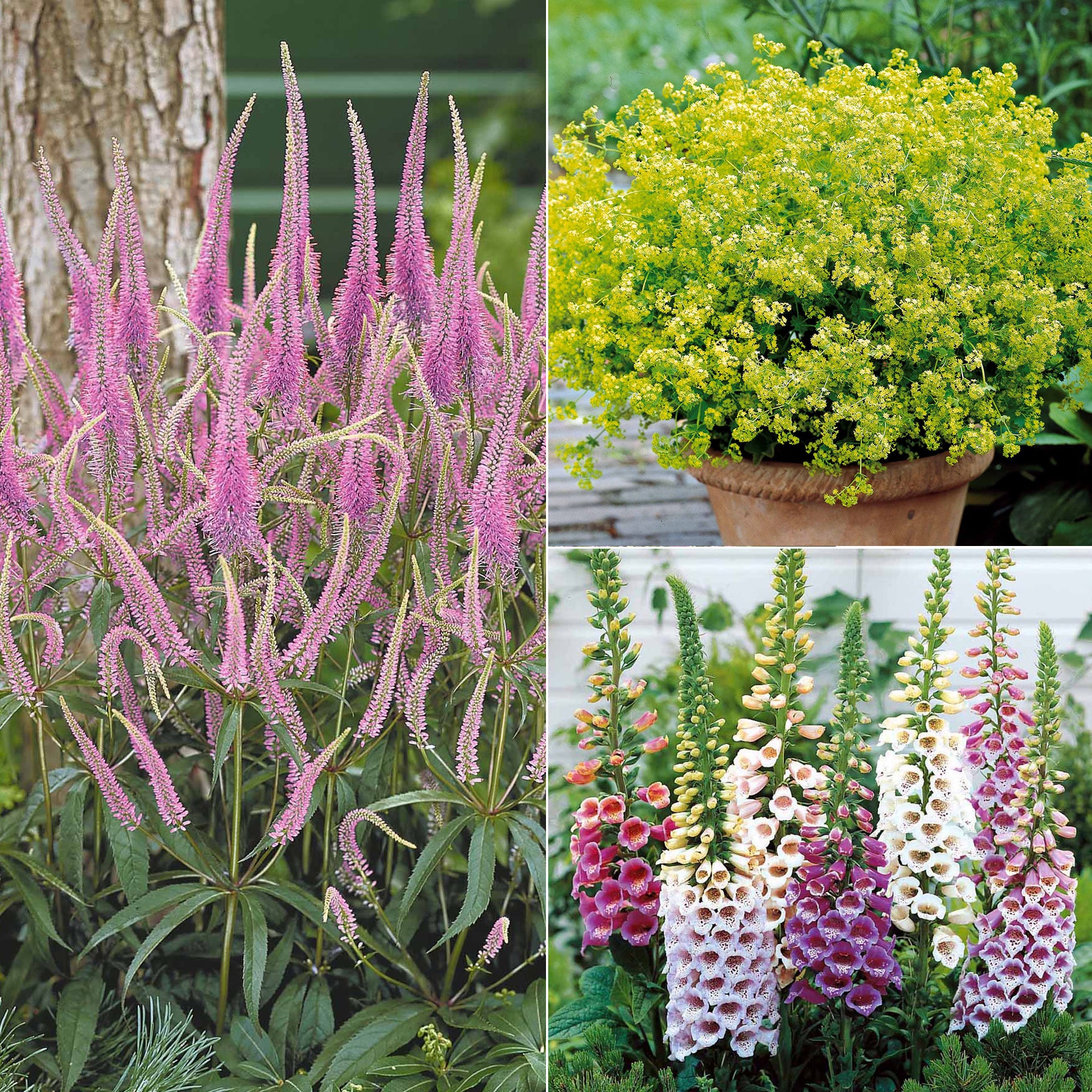 Collectie vaste planten voor halfschaduw (x9)