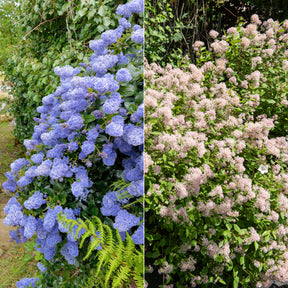 Collectie van Ceanothus (x2)