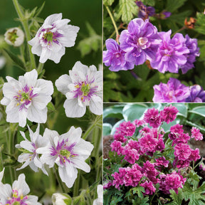 Collectie dubbelbloemige vaste planten Geraniums (x6)