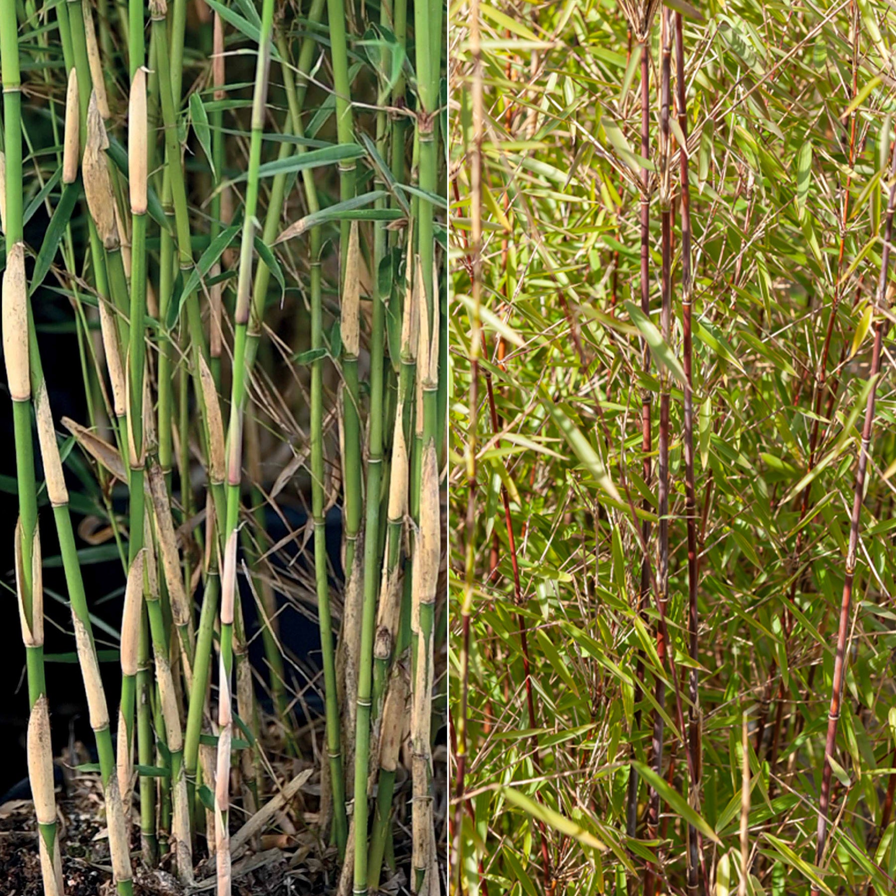 Collectie van niet woekerende bamboe (x2)