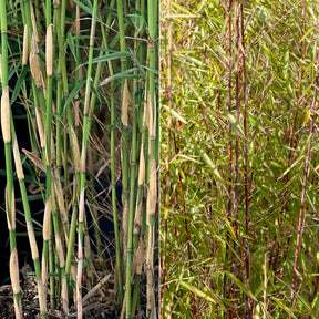 Collectie van niet woekerende bamboe (x2)