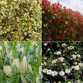 Wintergroene haag (x4) - Eleagnus pungens Maculata, Photinia fraseri Red Robin, Prunus laurocerasus Etna, Viburnum tinus