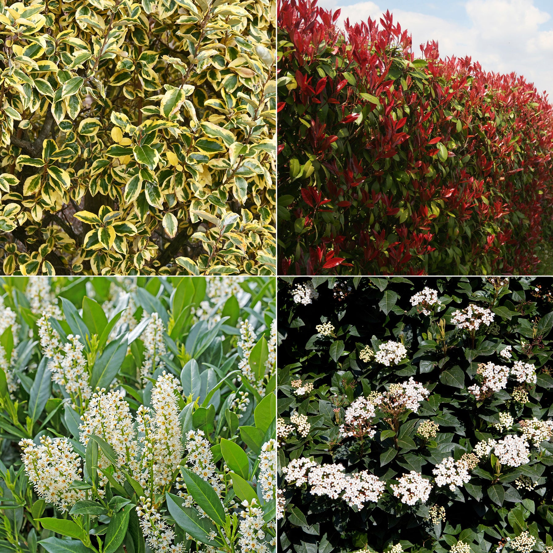 Wintergroene haag (x4) - Eleagnus pungens Maculata, Photinia fraseri Red Robin, Prunus laurocerasus Etna, Viburnum tinus