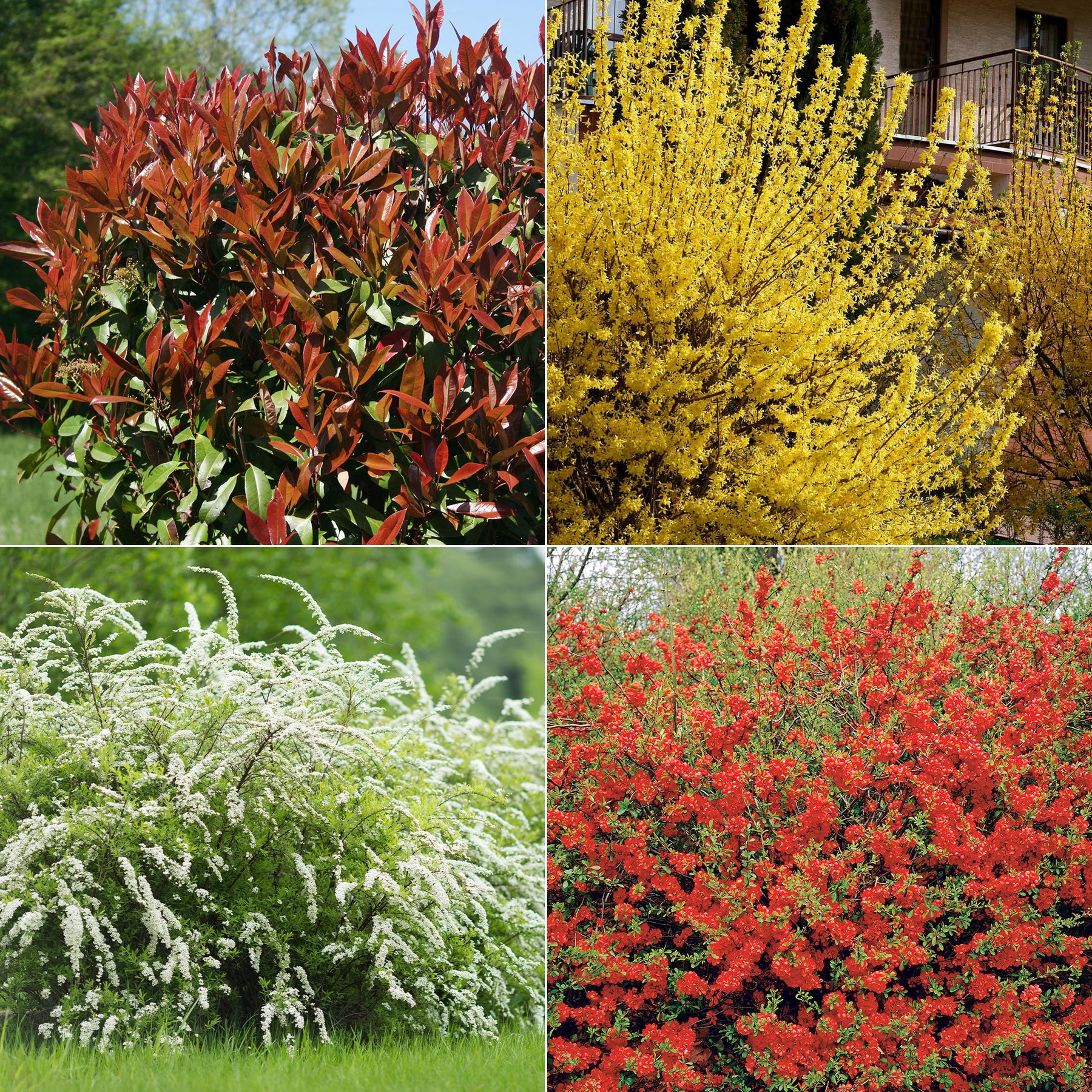Voorjaarshagen collectie (x4)