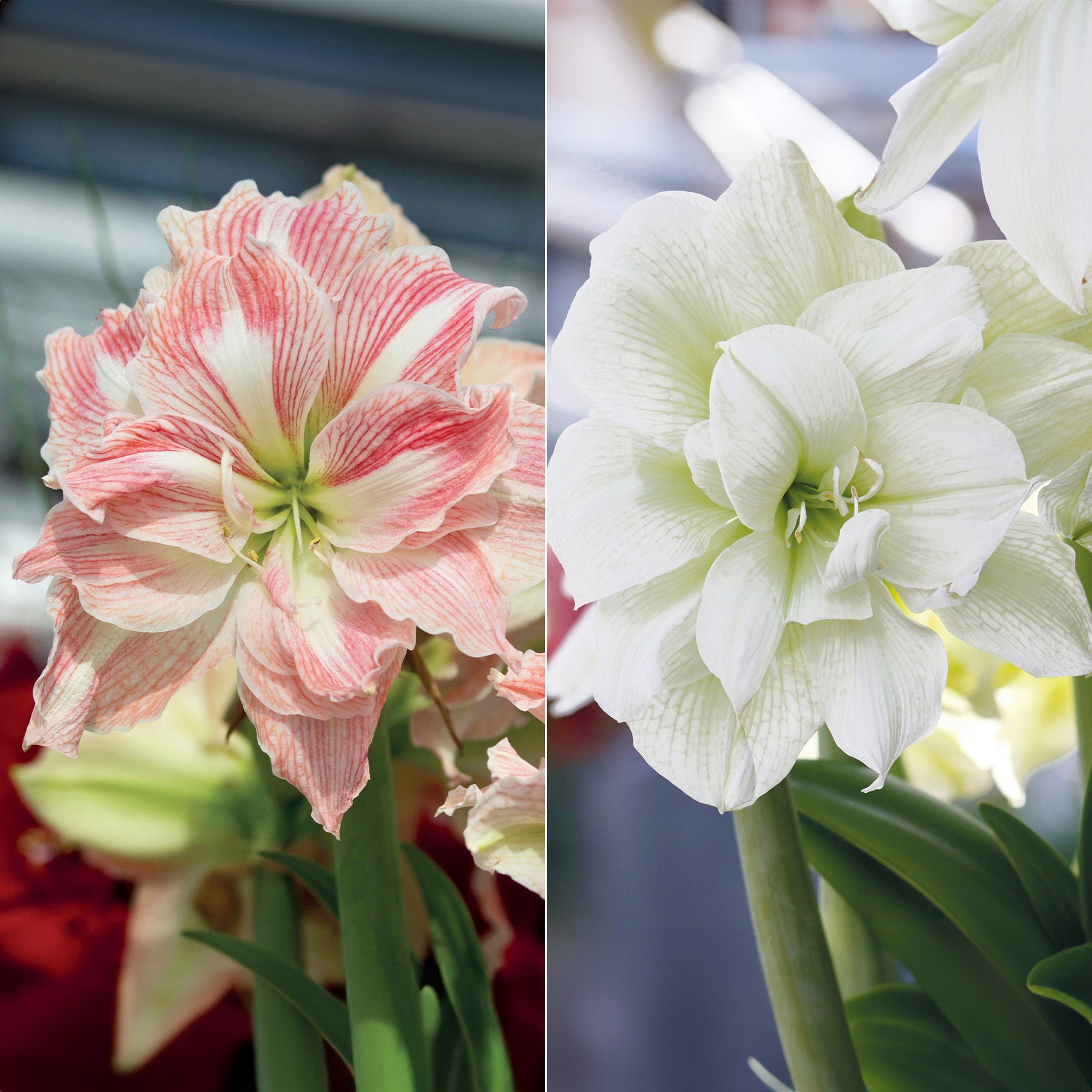 Roze en witte amaryllis Mix