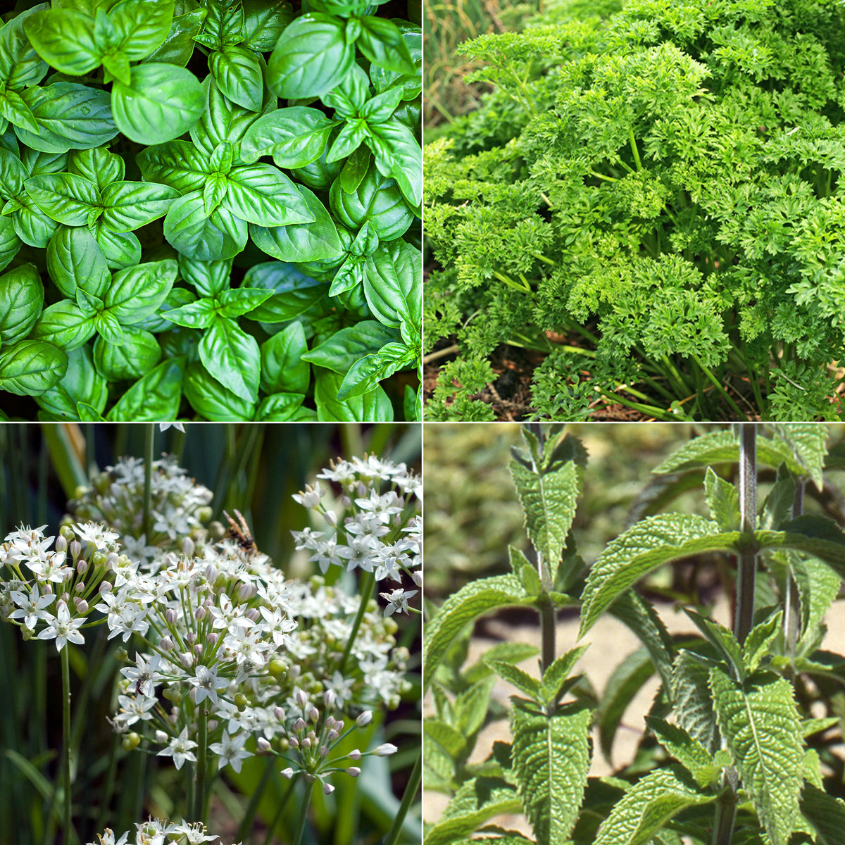 Aromatische Collectie #1