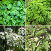 Aromatische Collectie #1