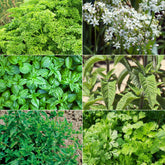 Aromatische collectie #2