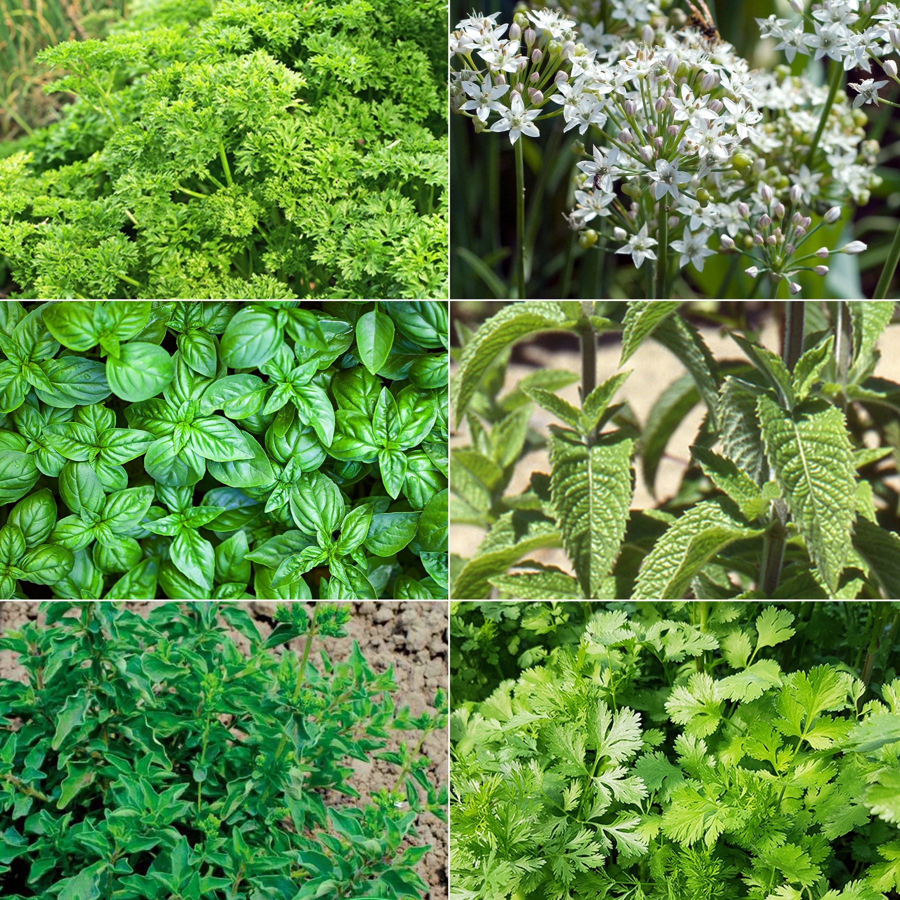 Aromatische collectie #2