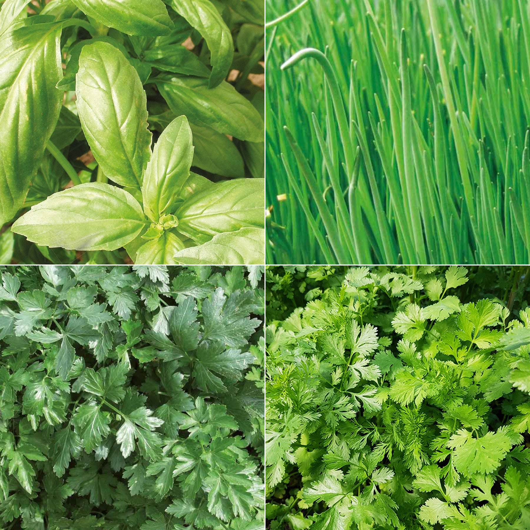 Verzameling biologische kruiden