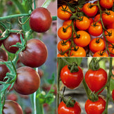 Collectie cherry tomaten