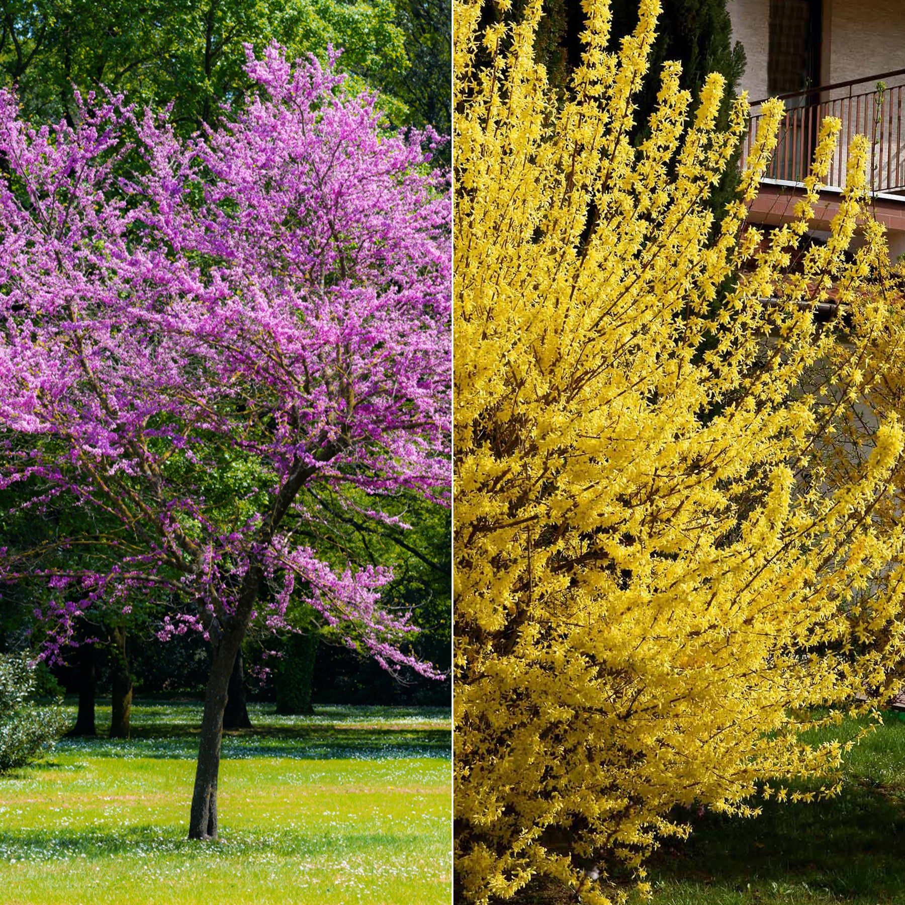 Collectie van heesters : Forsythia en Judasboom (x2)