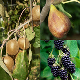 Zomerfruit - Mix moerbei + vijg + kiwi (x3)