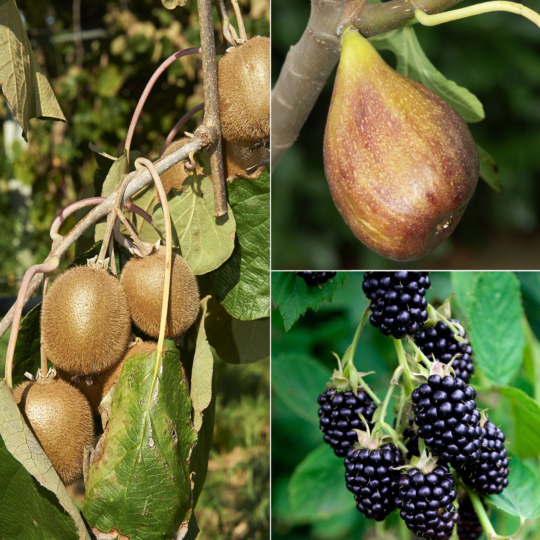 Zomerfruit - Mix moerbei + vijg + kiwi (x3)