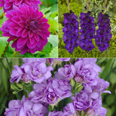 Bloembollen - Mix Dahlia + Gladiolus + Freesia (x20)