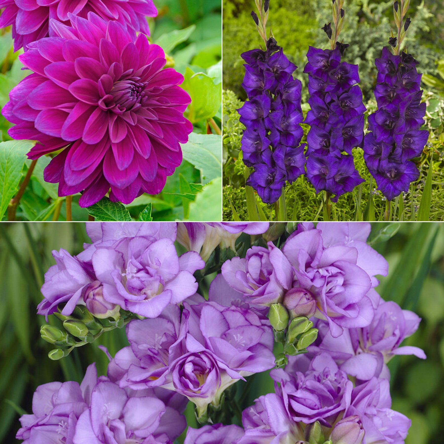 Bloembollen - Mix Dahlia + Gladiolus + Freesia (x20)