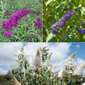 Vlinderstruik 'Royal Red' + 'White Profusion' + 'Empire Blue' - Buddleja davidii Royal Red, White Profusion, Empire Blue - Vlinderstruik - Buddleja