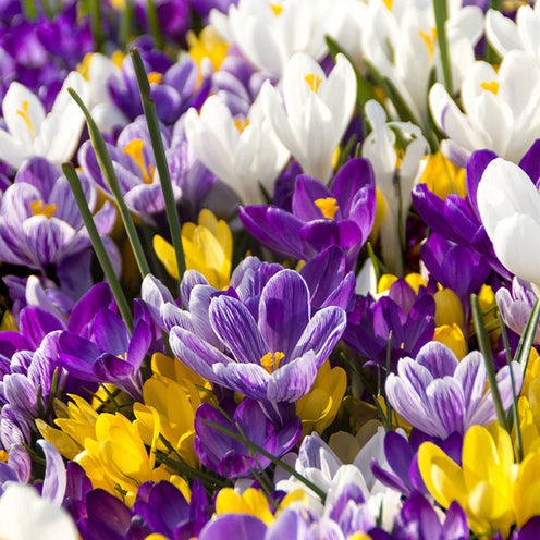 Bloembollen Running Wild mix (x100) - Narcissus, Tulipa, Crocus, Allium, Muscari, Anemone, Galanthus - Willemse