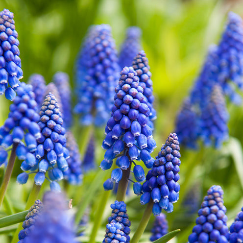 Verkoop Bloembollen Running Wild mix (x100)