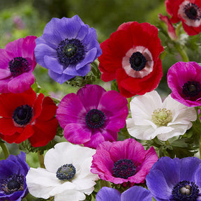 Verkoop Bloembollen Running Wild mix (x100) - Bloembollenpaketten