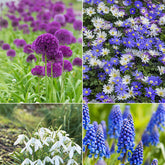 Bloembollen 6 Maanden Bloemen mix (x100) - Galanthus, Muscari, Narcissus, Tulipa, Chionodoxa, Anemone, Allium - Willemse