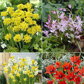 Bloembollen 6 Maanden Bloemen mix (x100) - Willemse