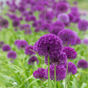 Bloembollen 6 Maanden Bloemen mix (x100)
