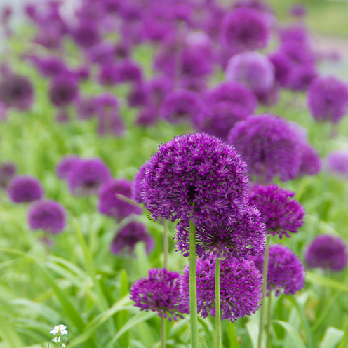 Bloembollen 6 Maanden Bloemen mix (x100)