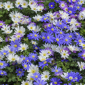 Verkoop Bloembollenpaketten - Bloembollen 6 Maanden Bloemen mix (x100)