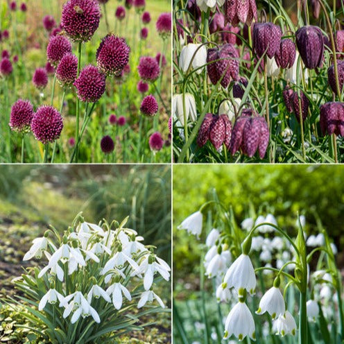 Bloembollen Vlinder Voedsel mix (x70) - Eranthis, Galanthus, Leucojum, Muscari, Fritillaria, Tulipa, Allium - Willemse