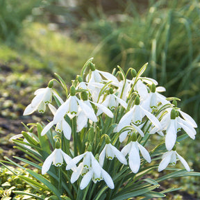 Verkoop Bloembollen Vlinder Voedsel mix (x70) - Eranthis, Galanthus, Leucojum, Muscari, Fritillaria, Tulipa, Allium