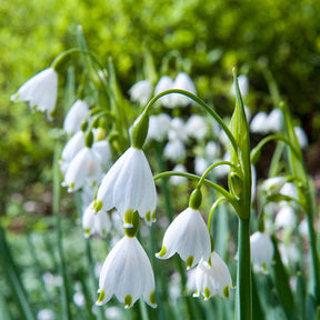 Verkoop Bloembollen Vlinder Voedsel mix (x70)