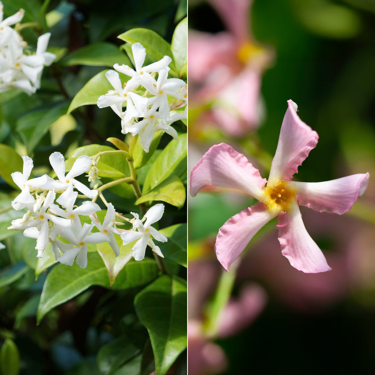 Toscaanse jasmijn - roze + wit (x2)