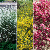 Verkoop Witte, rode en gele bremhaag (x3) - Cytisus praecox allgold, albus, boskoop ruby
