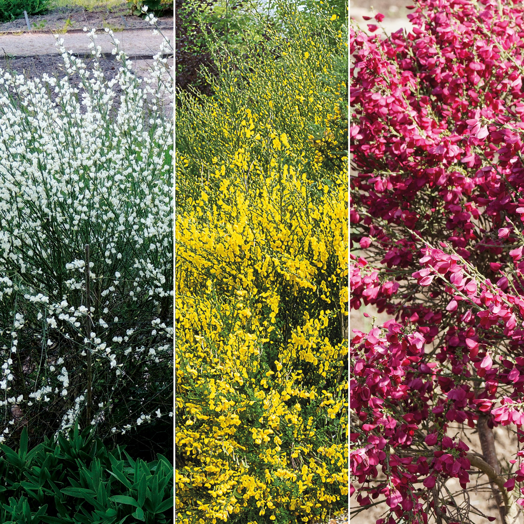 Verkoop Witte, rode en gele bremhaag (x3) - Cytisus praecox allgold, albus, boskoop ruby
