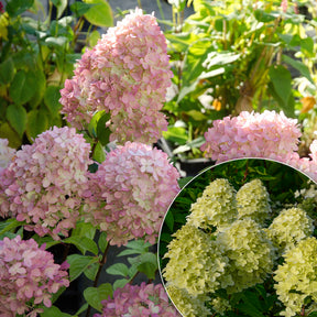 Pluimhortensia Magical® 'Candle'