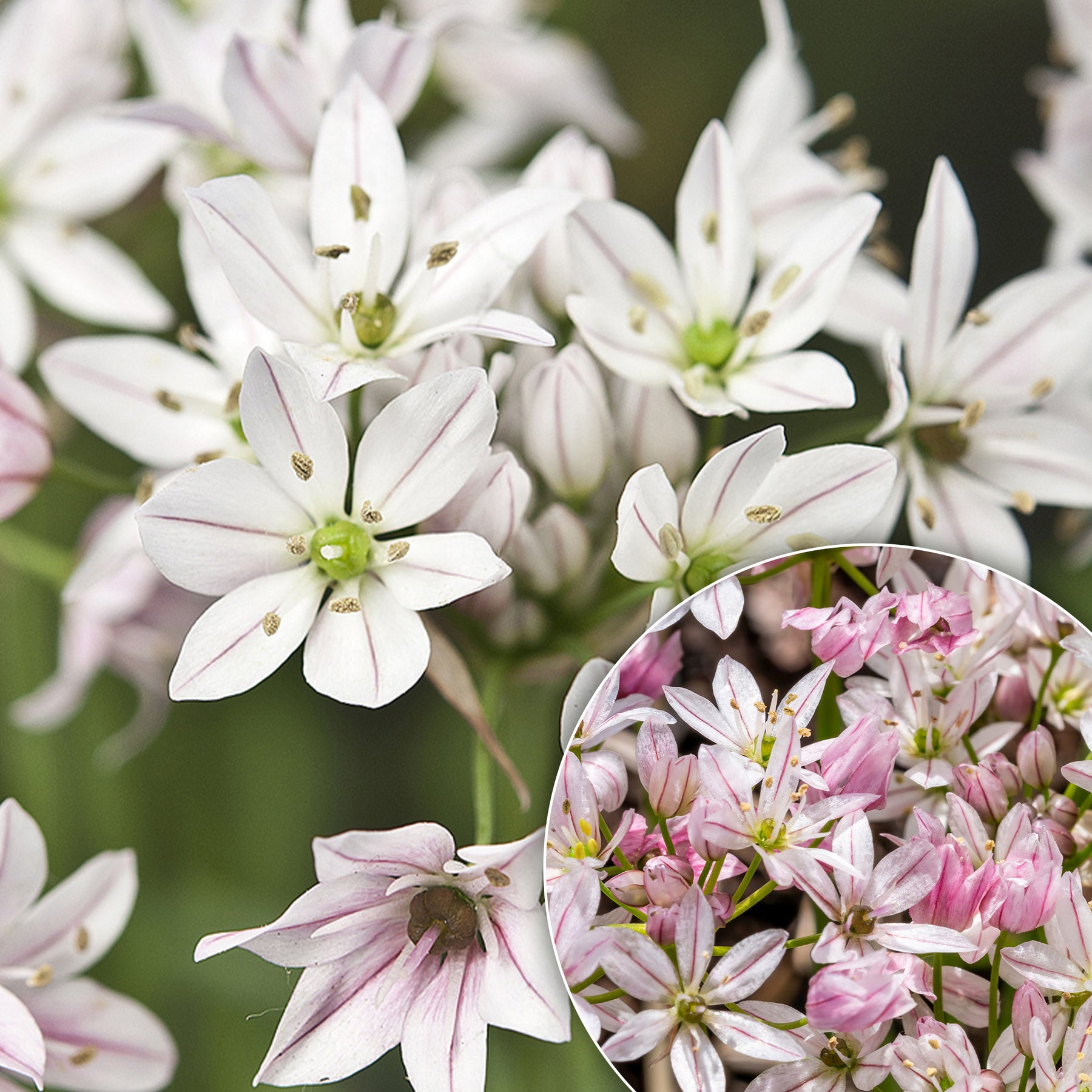 Allium Caméléon (x25)